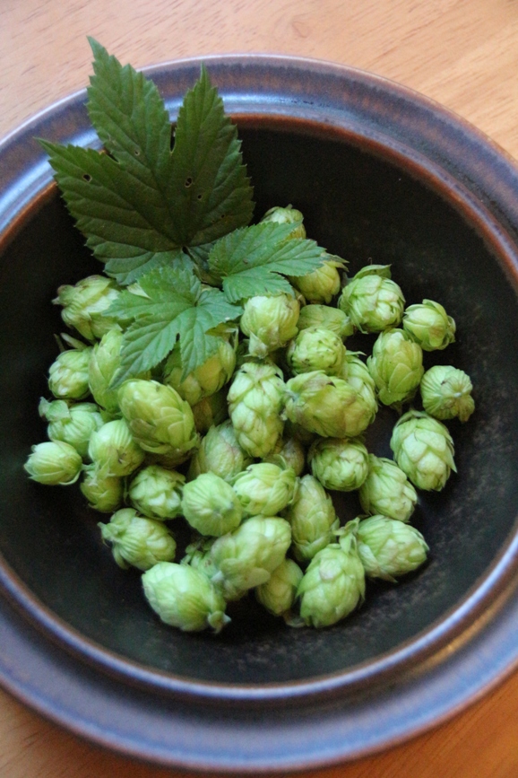 varsista irroitetut kävyt