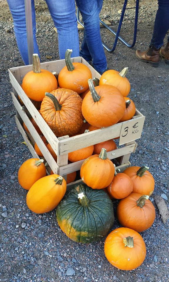 Kuvan kurpitsat eivät liity keittoon ;) (eivät ole myskikurpitsoita)